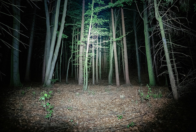 Picture of a forest at night